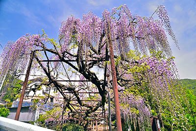 みんぷら藤のシャワー0520