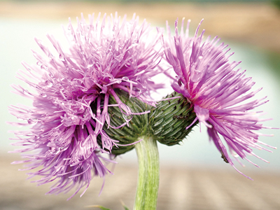 0610みんぷらazami_アイキャッチ