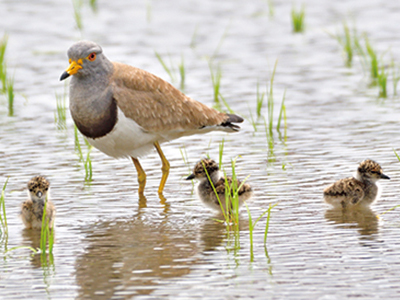 0610みんぷらケリ_アイキャッチ