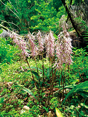 0610みんぷらサイハイラン_アイキャッチ