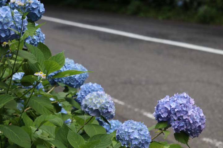 あじさい