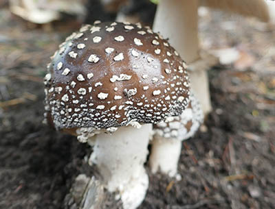 みんぷらおいしそうだけど0617