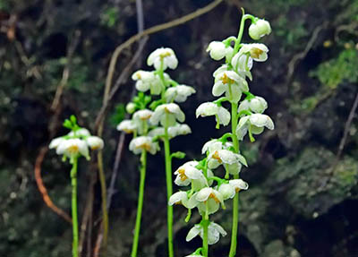 みんぷらイチヤクソウ0701