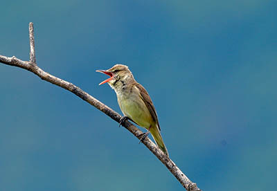 みんぷらオオヨシキリ0617