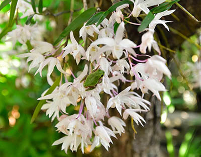 みんぷらセッコク0617