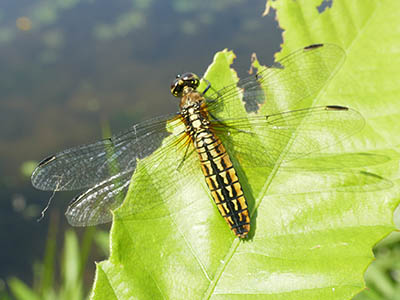 みんぷらハラビロトンボ0701