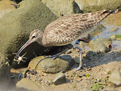 みんぷら好物をゲット0603