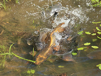 みんぷら恋するコイ0603