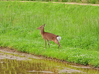 みんぷら迷い鹿0624