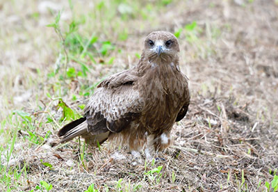 みんぷらとび色の瞳0708