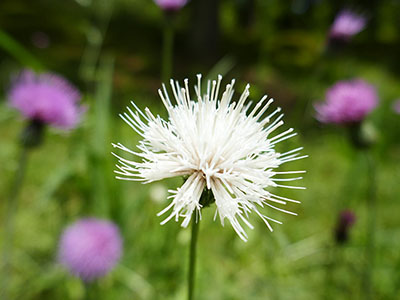 みんぷら白いアザミ0715