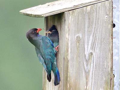 みんぷらブッポウソウ給餌0805アイ