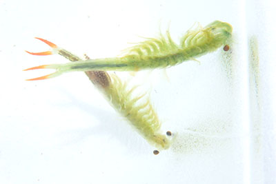 みんぷら豊作の予兆0708