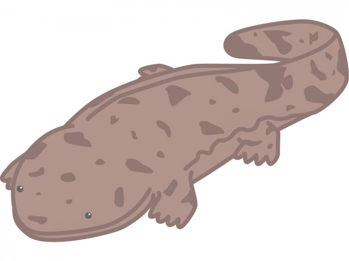 オオサンショウオ