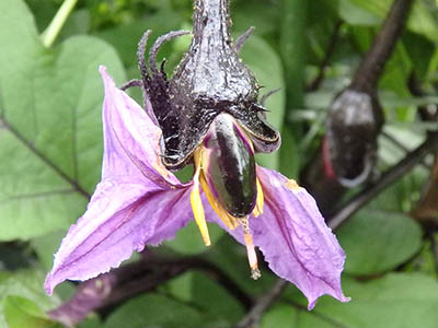 みんぷらナス0826