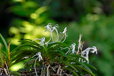 みんぷらフウラン0826