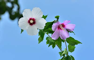 みんぷらムクゲ0812