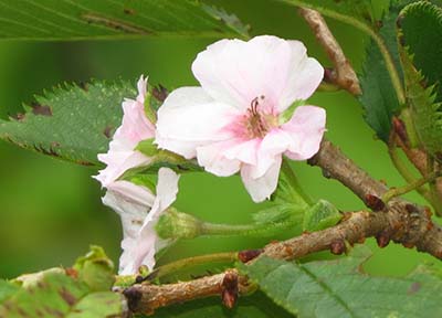 みんぷら十月桜0916