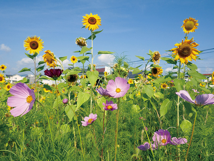 ヒマワリとコスモス