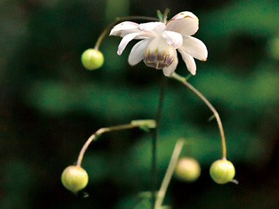 レンゲショウマ