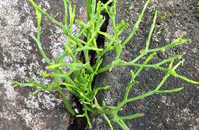 みんぷら石垣の隙間0923