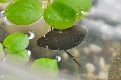 みんぷらガムシ0923