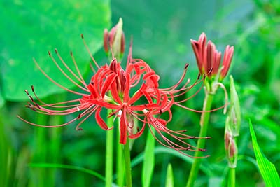 みんぷら彼岸花0902