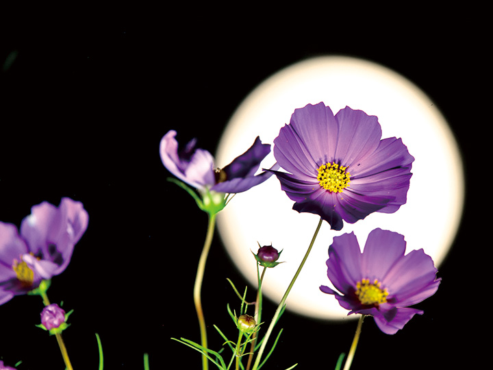 中秋の名月とコスモス