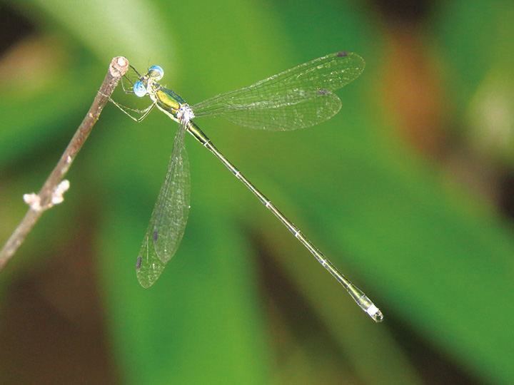 オオアオイトトンボ