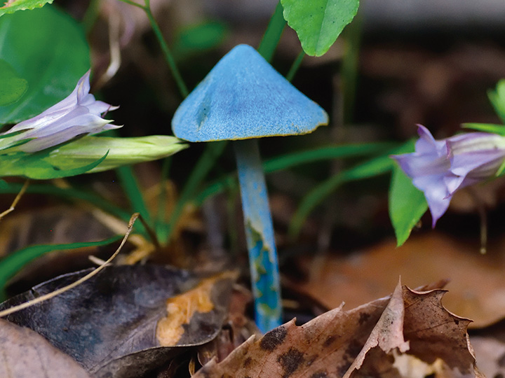空のような青色をしたキノコ