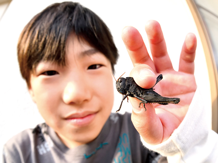 僕の宝物　黒いバッタ