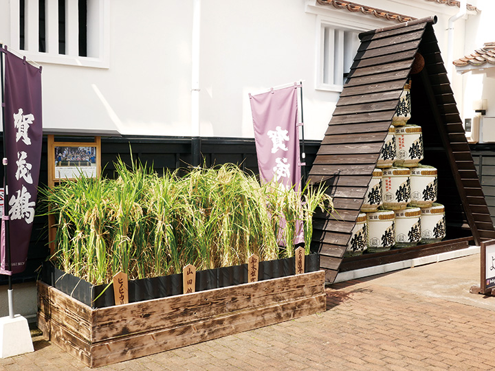 稲穂が出迎える酒蔵