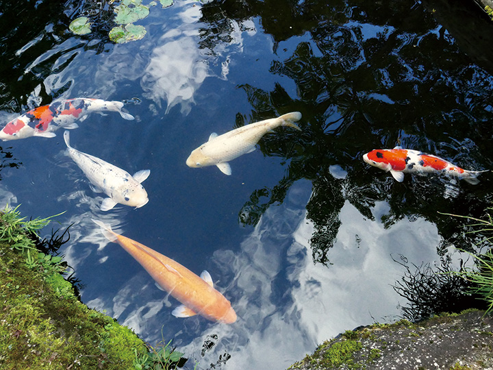 空を泳ぐニシキゴイ
