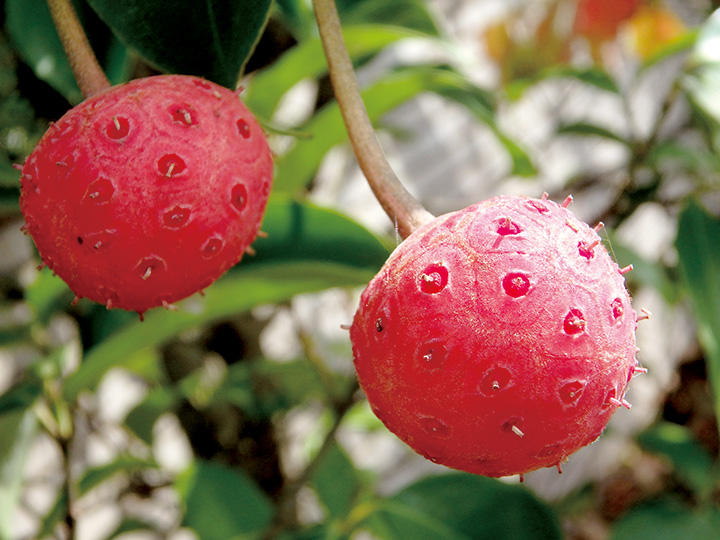 懐かしのヤマボウシ