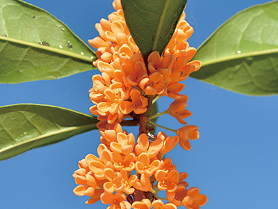 二度香るキンモクセイ