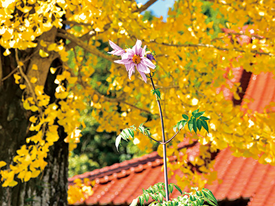 イチョウと皇帝ダリアの競演
