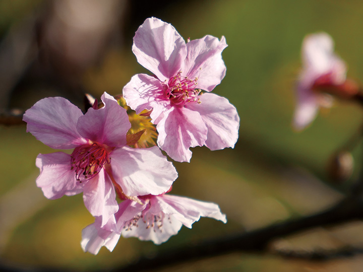 秋に咲く河津桜