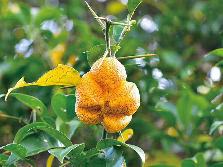 五つに割れたユズ