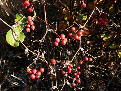 魅力的な赤い実