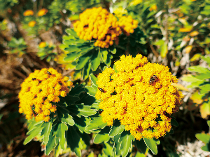 鮮やかな黄色 イソギク