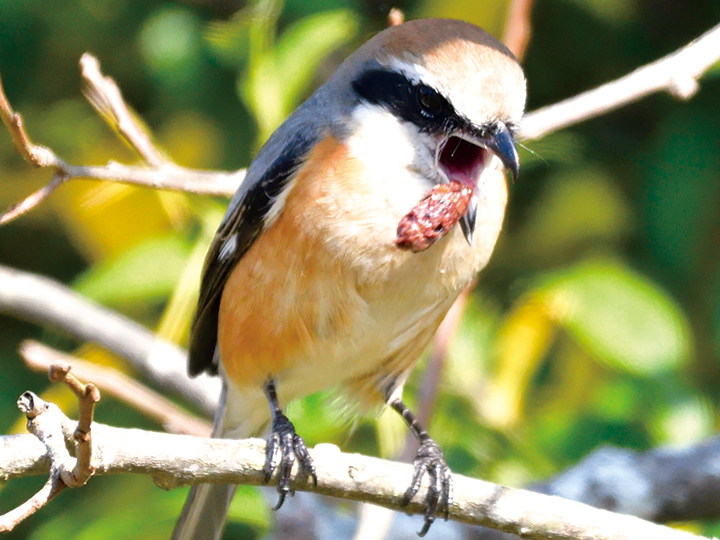 ペリットを吐き出すモズ