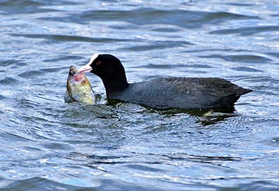 みんぷらオオバン20220113ai