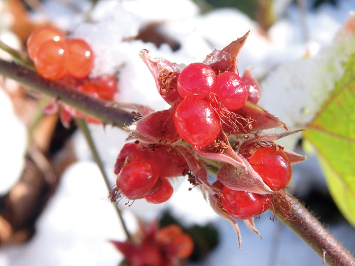 小粒でもおいしいフユイチゴ