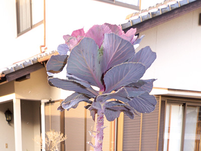 代わりの葉ボタン