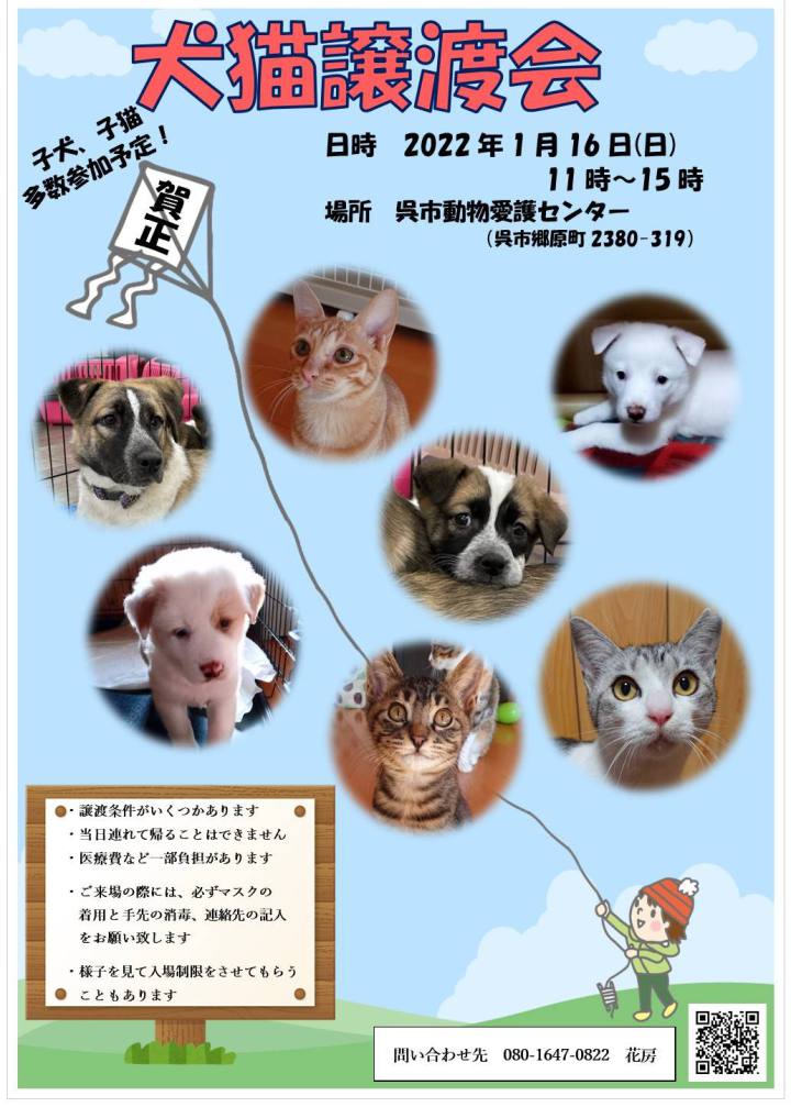 犬猫譲渡会写真