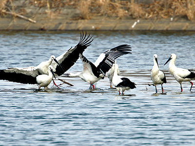 「ラッキーセブン」7羽のコウノトリ飛来