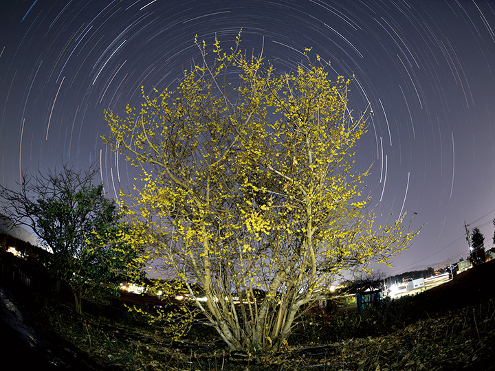 冬の夜空に咲くロウバイ