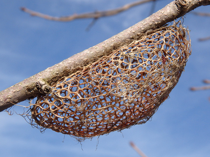 木の枝に米俵？