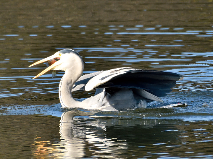 アオサギの横取り