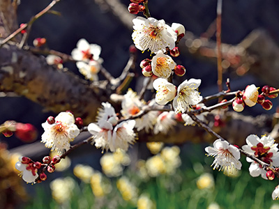 春の香り 梅の花が開花